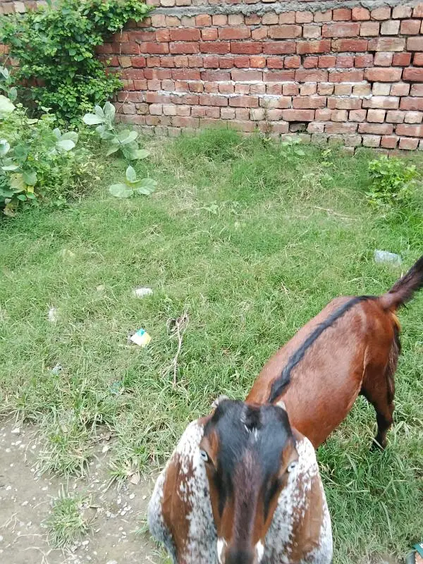 Female Goat Bakari — photo 4