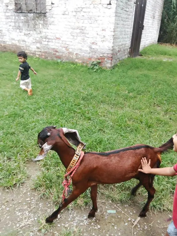 Female Goat Bakari — photo 5