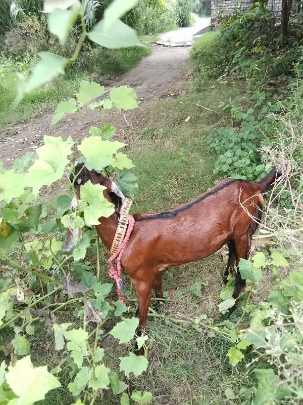 Female Goat Bakari — photo 6