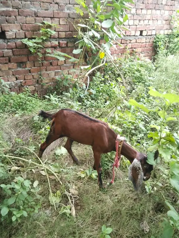 Female Goat Bakari — photo 7