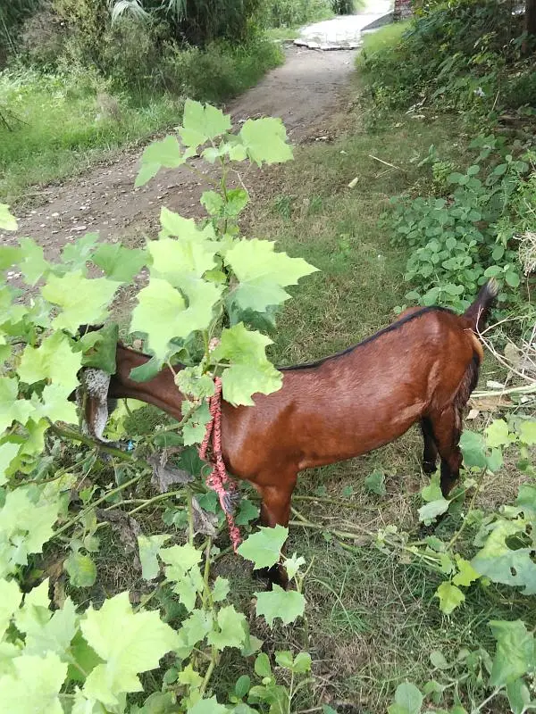 Female Goat Bakari — photo 8
