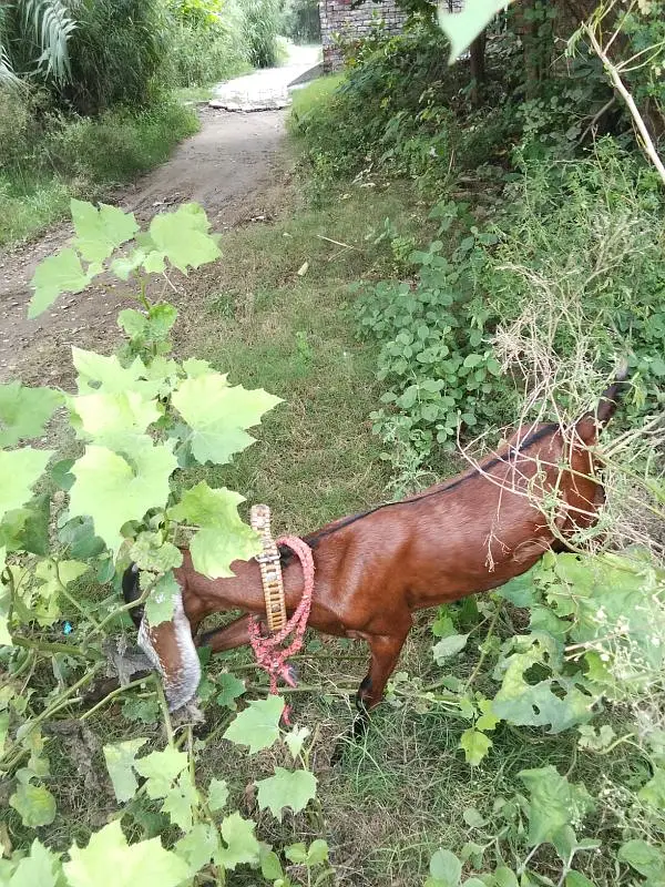 Female Goat Bakari — photo 9