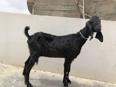 Khali bakri