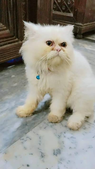 extreme punch face cat for sell