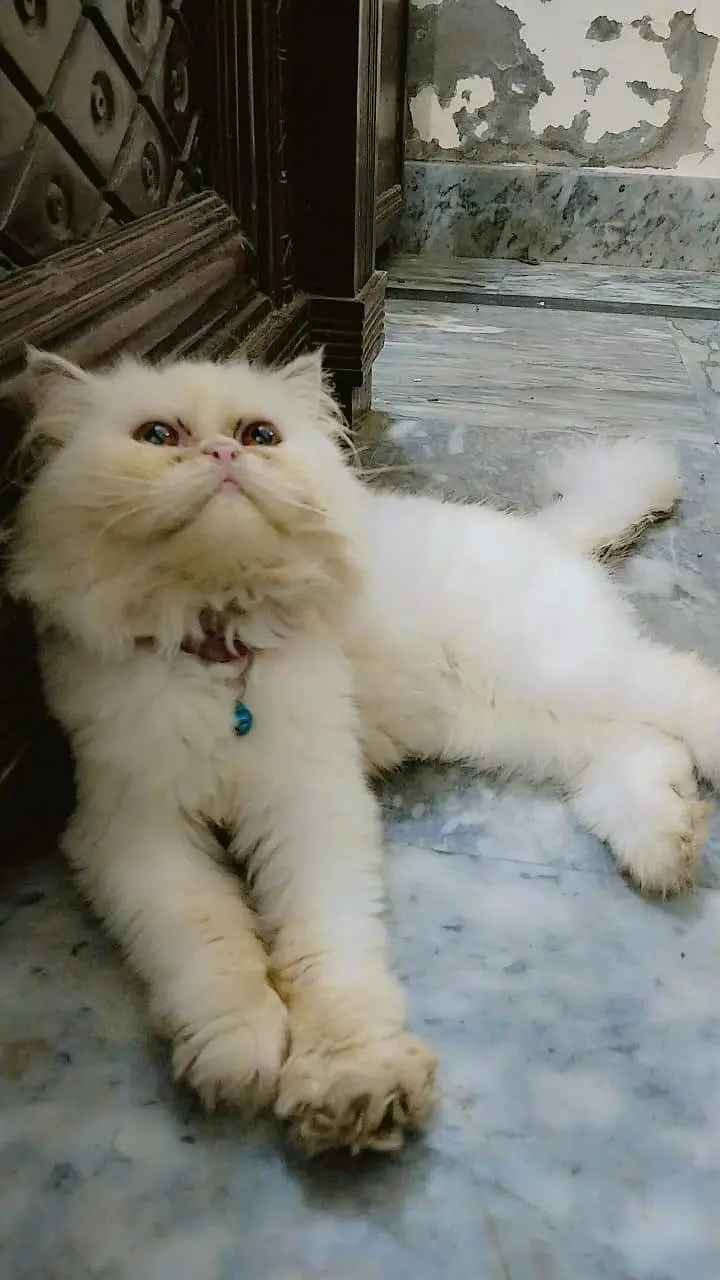 extreme punch face cat for sell — photo 2