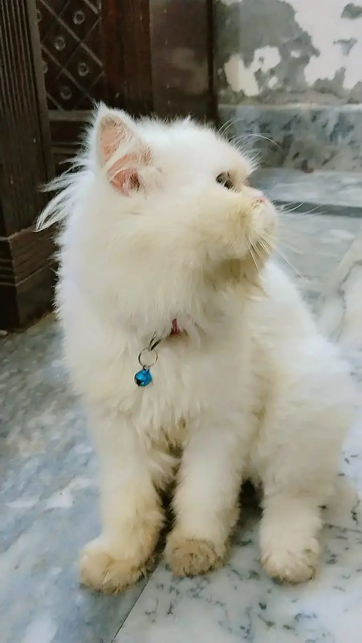 extreme punch face cat for sell — photo 3