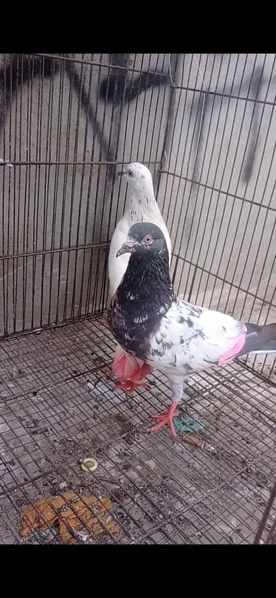kabli or Patti wale