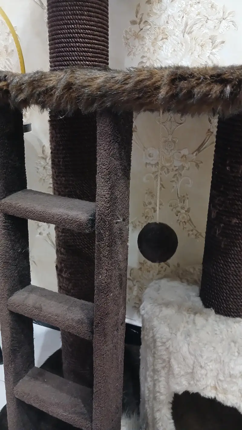 CAT HOUSE — photo 2