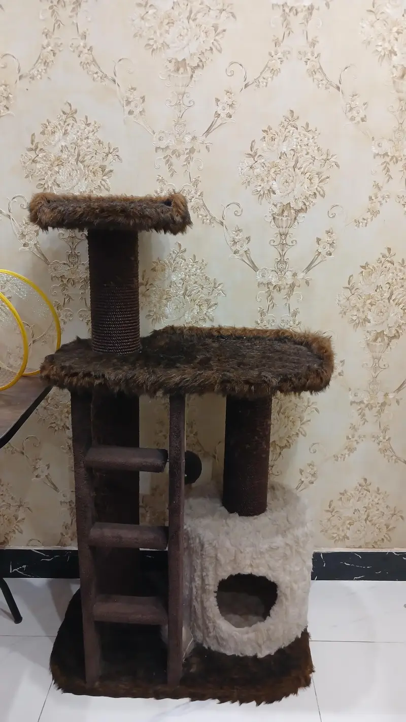 CAT HOUSE — photo 3