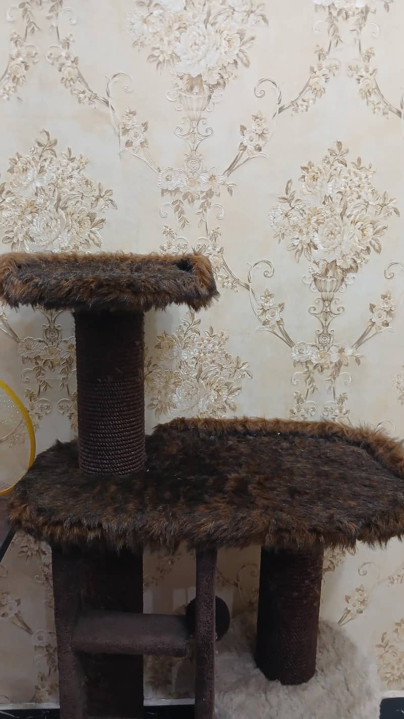CAT HOUSE 3