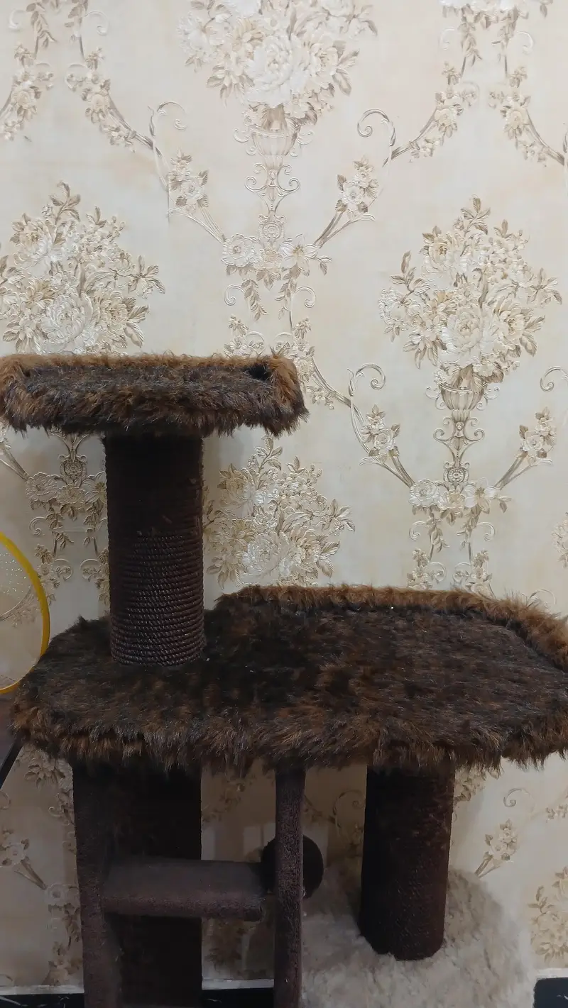 CAT HOUSE — photo 4
