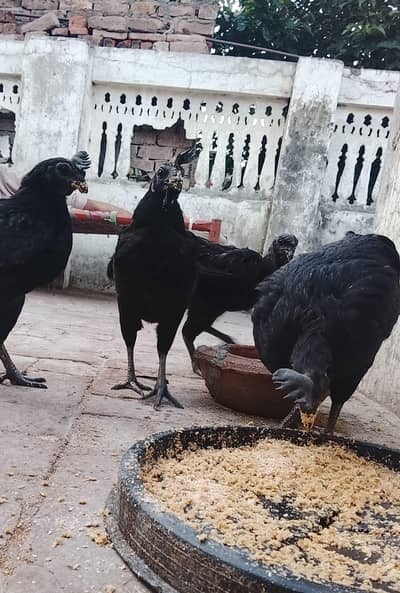 Ayam Cemani