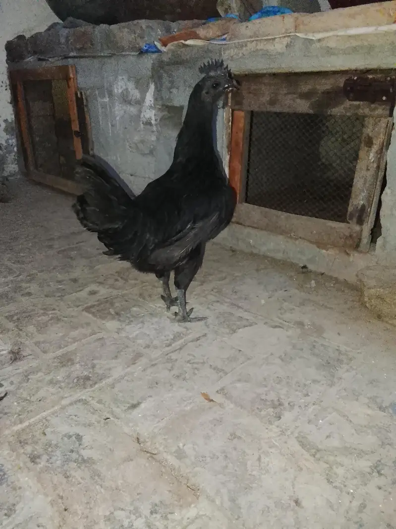 Ayam Cemani — photo 2