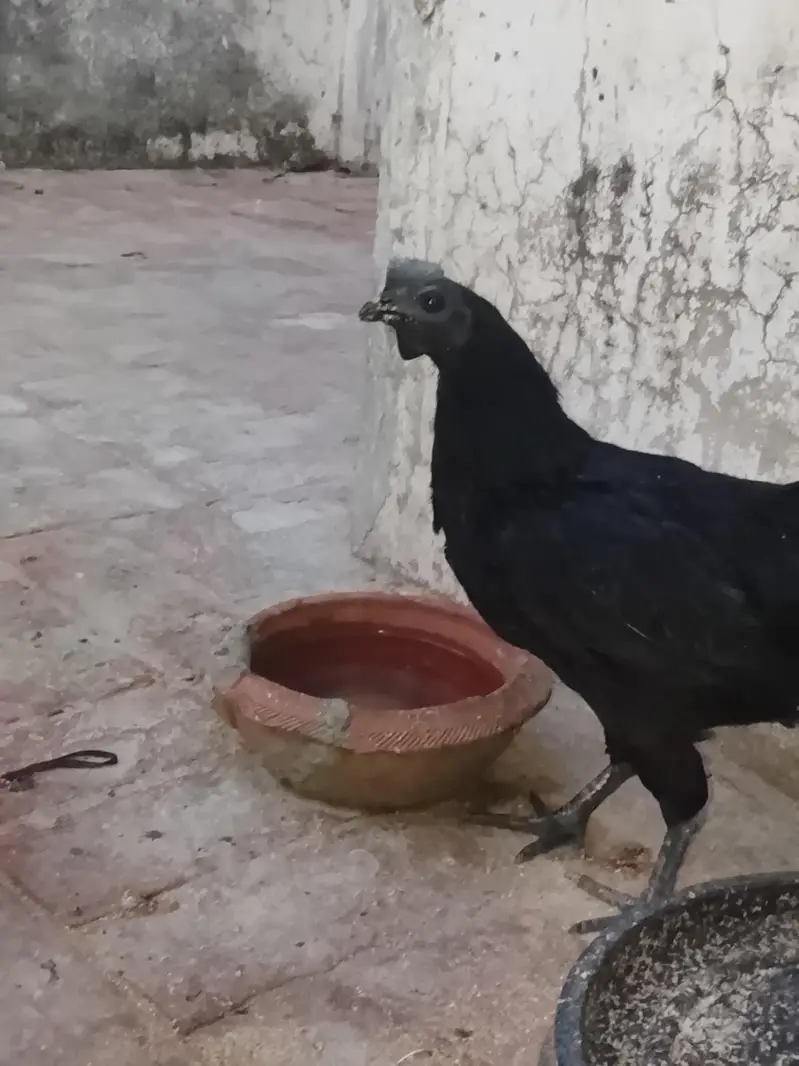 Ayam Cemani — photo 3