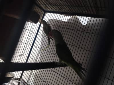 breeding pair