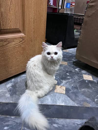 triple coated cat male for sale
