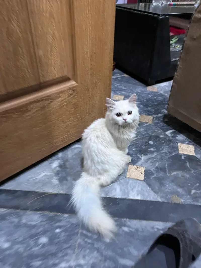 triple coated cat male for sale — photo 2