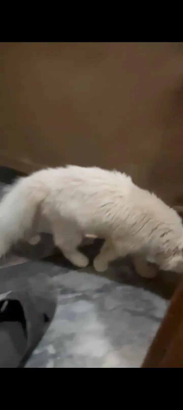 triple coated cat male for sale — photo 3