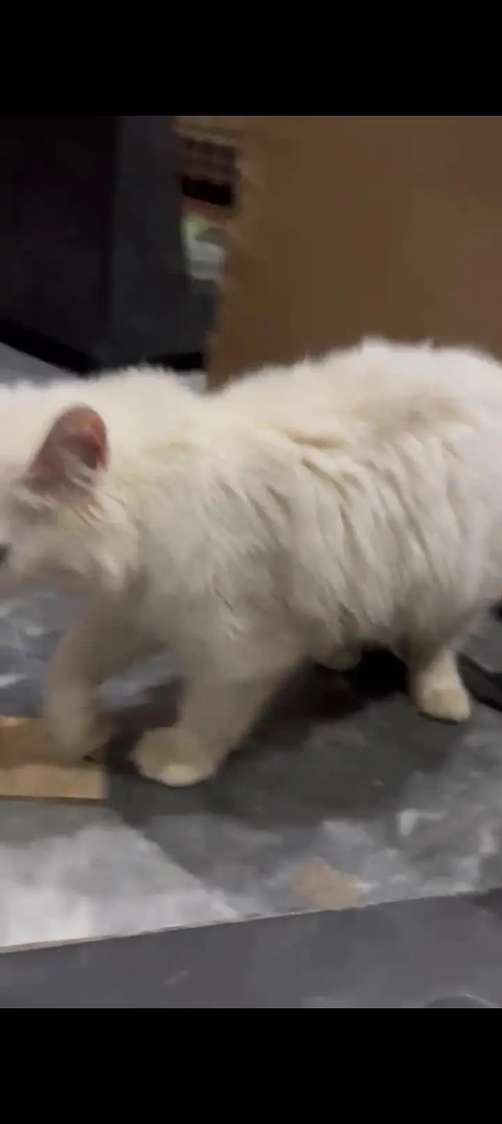 triple coated cat male for sale — photo 4