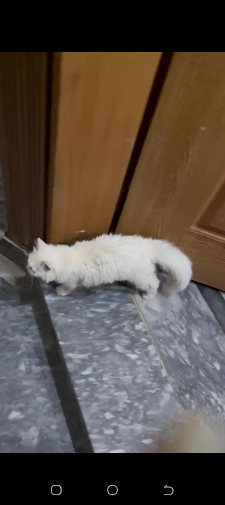 triple coated cat male for sale — photo 5