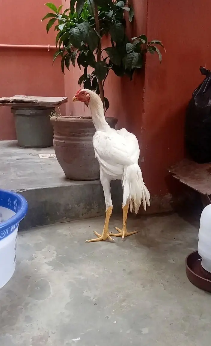 king white shamoo phatha — photo 3
