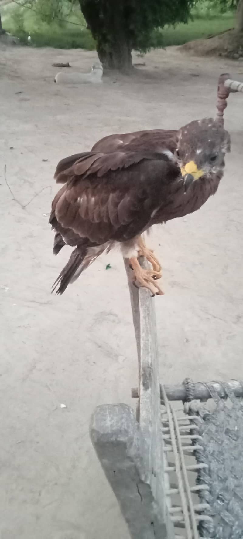 Sardar 0