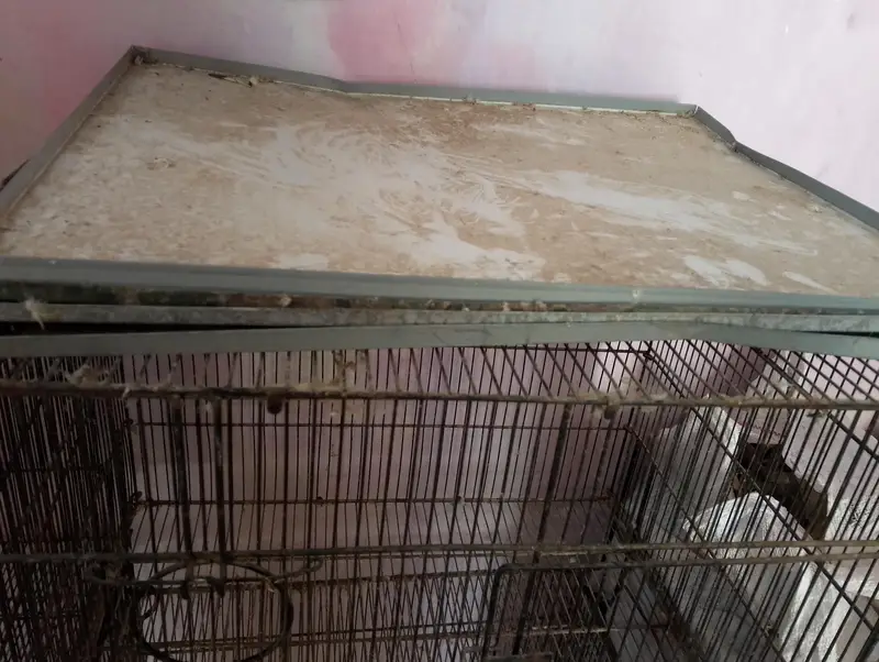 Birds cages Box Option — photo 2
