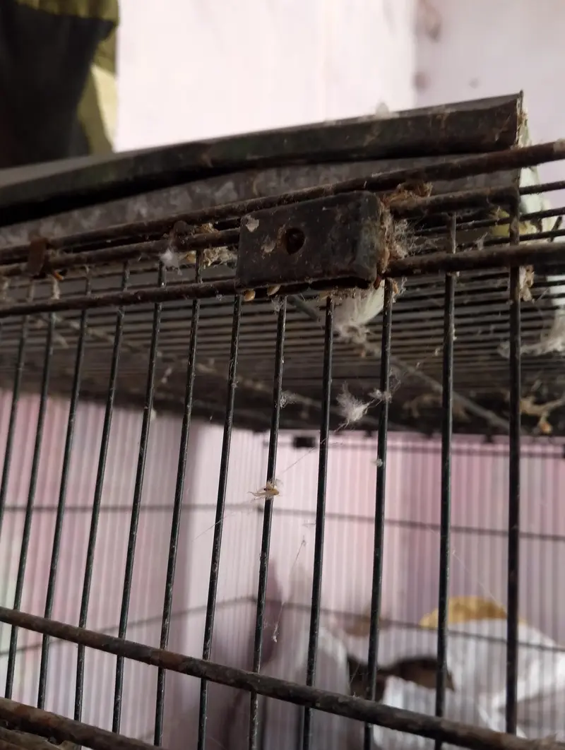 Birds cages Box Option — photo 3