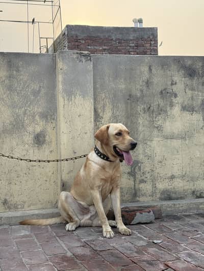 American labra
