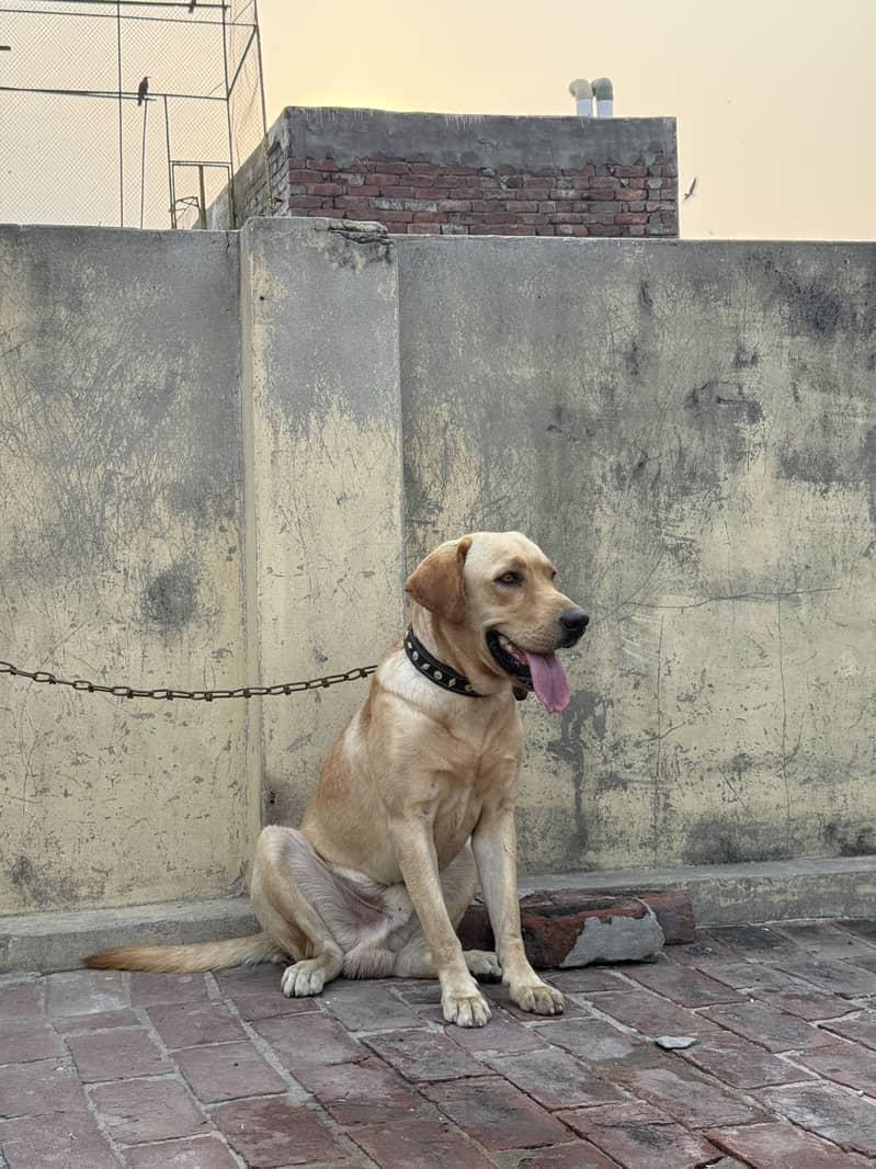 American labra 0