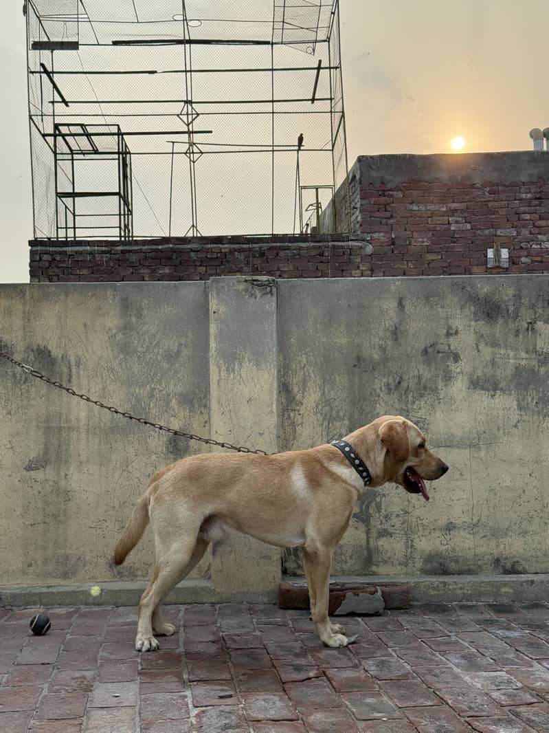 American labra 1