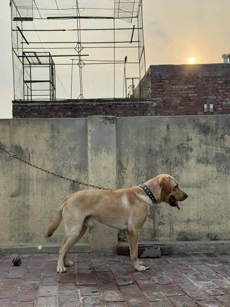 American labra — photo 2