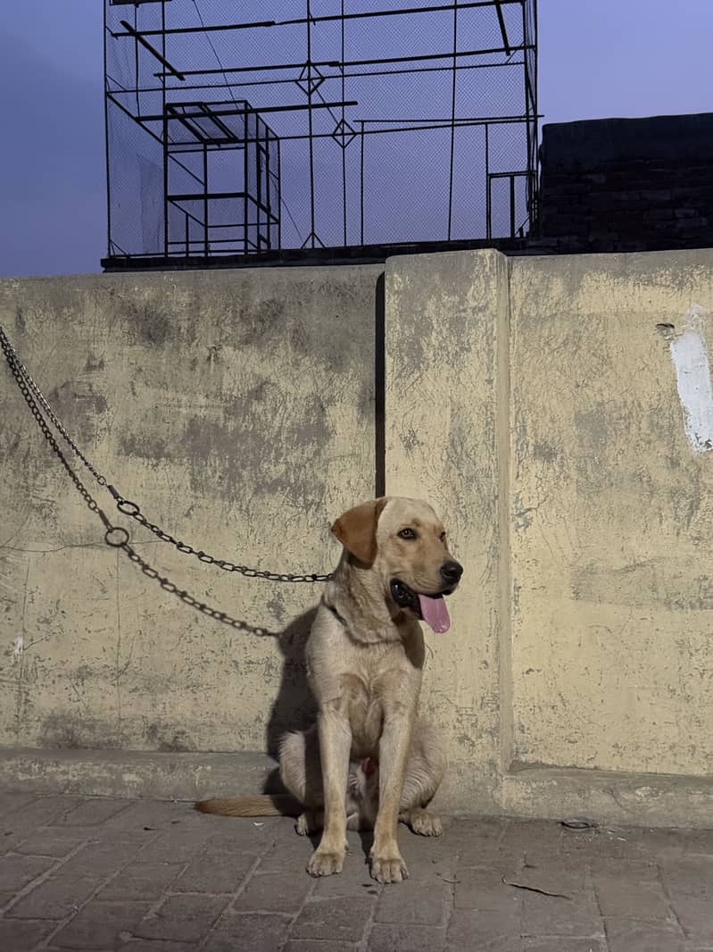 American labra 2