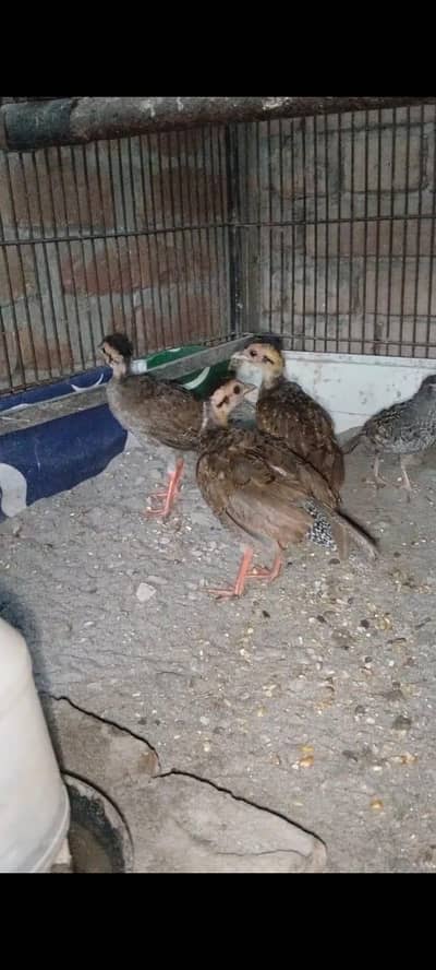 Chicks for sale