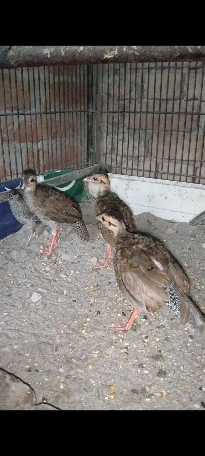 Chicks for sale — photo 2
