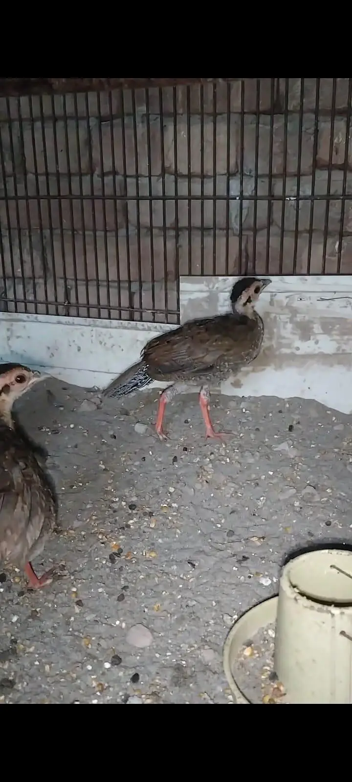 Chicks for sale — photo 3