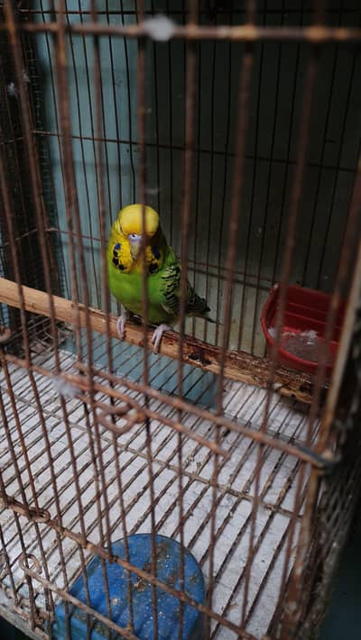 Green Opline King Male / Tcb Undersize Male / Gray Hogo Male