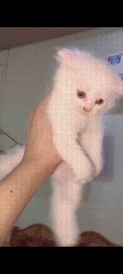 Persian cat punch face triple coated