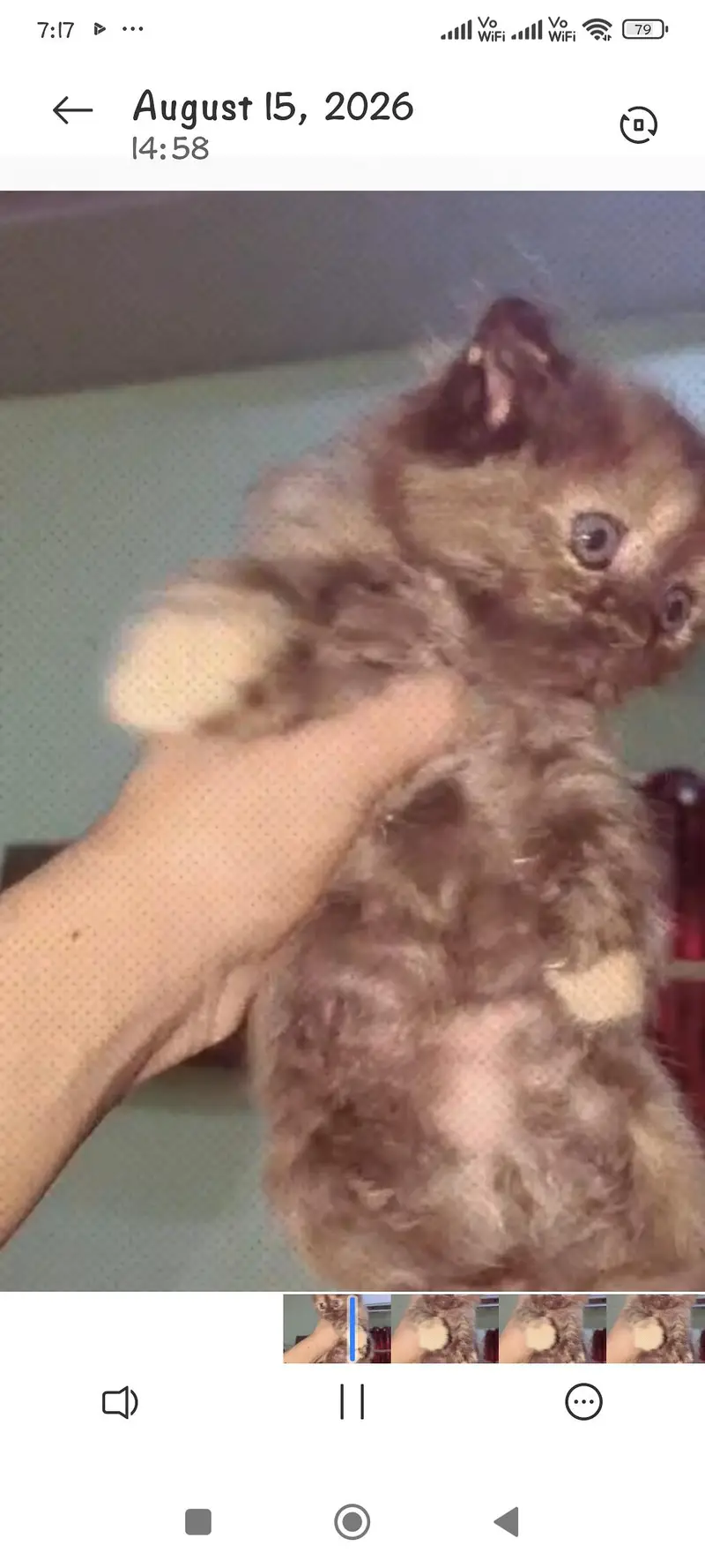 Persian cat punch face triple coated — photo 2