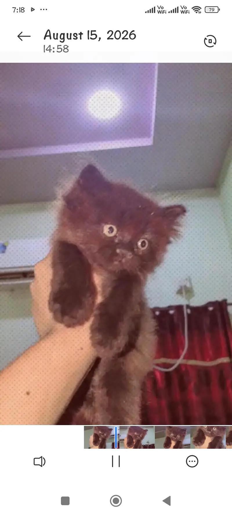 Persian cat punch face triple coated — photo 3
