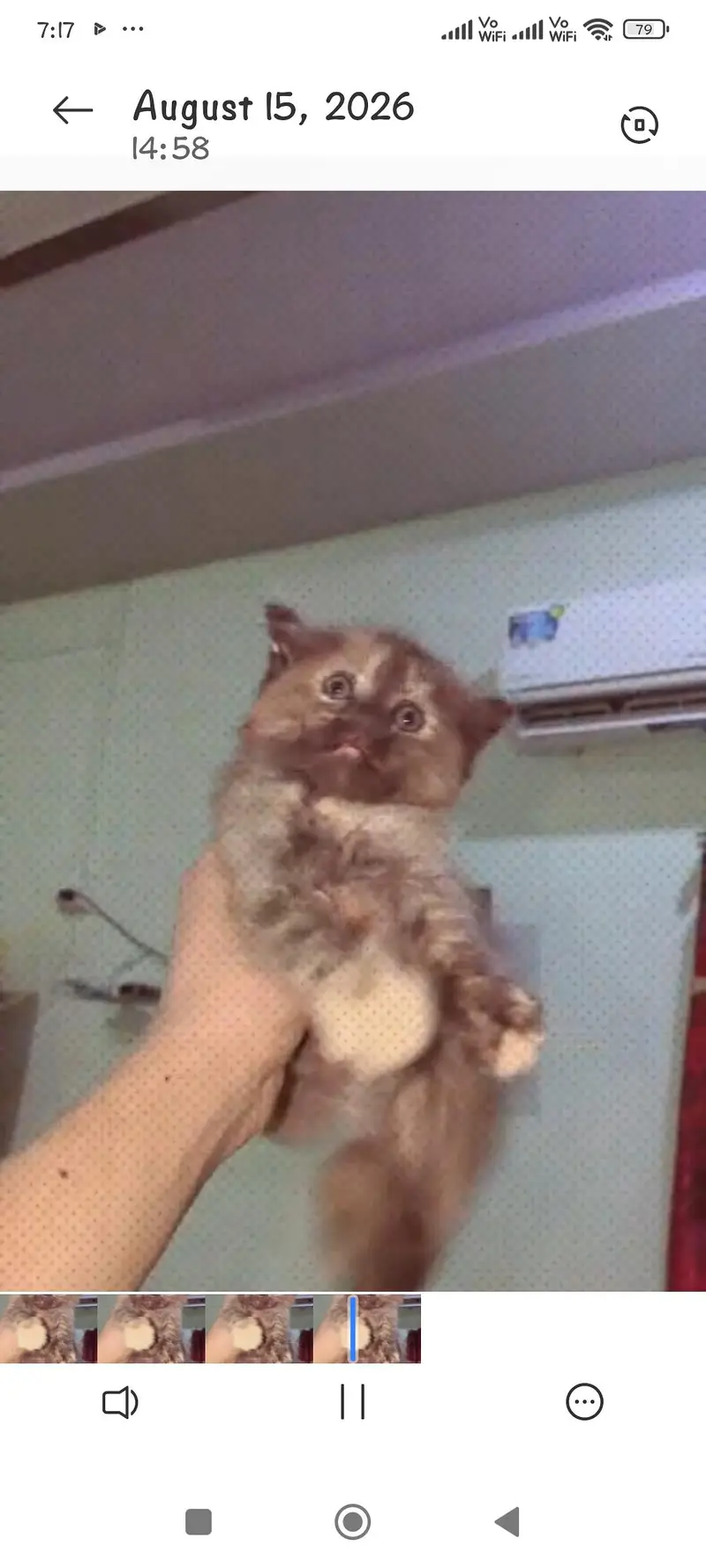 Persian cat punch face triple coated — photo 4