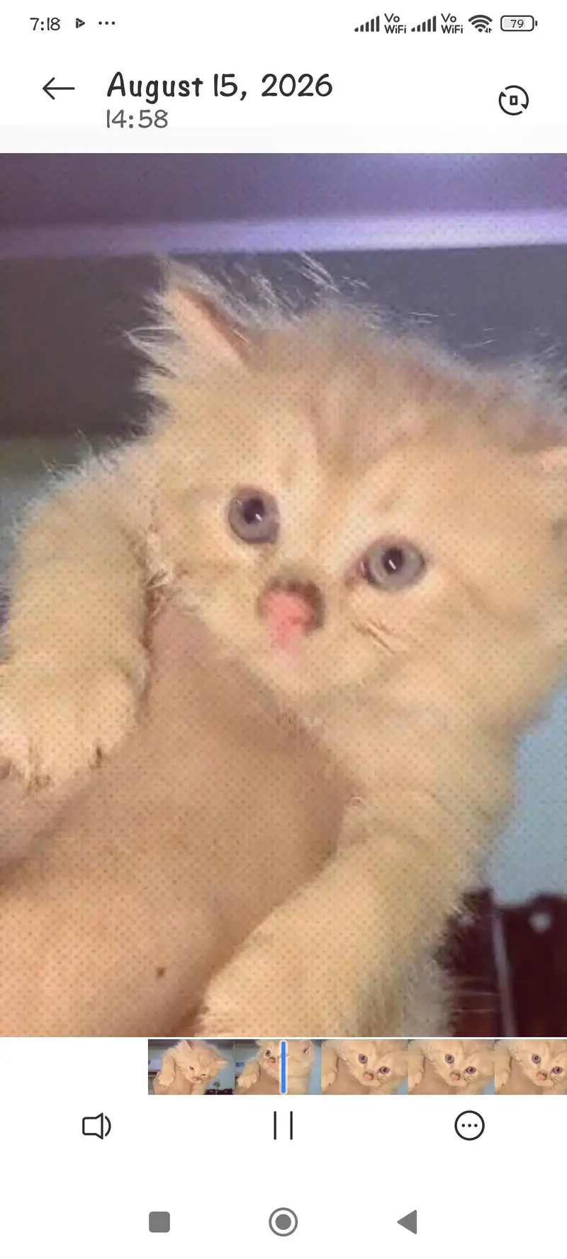 Persian cat punch face triple coated — photo 5