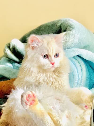 Persian cat 3 cot