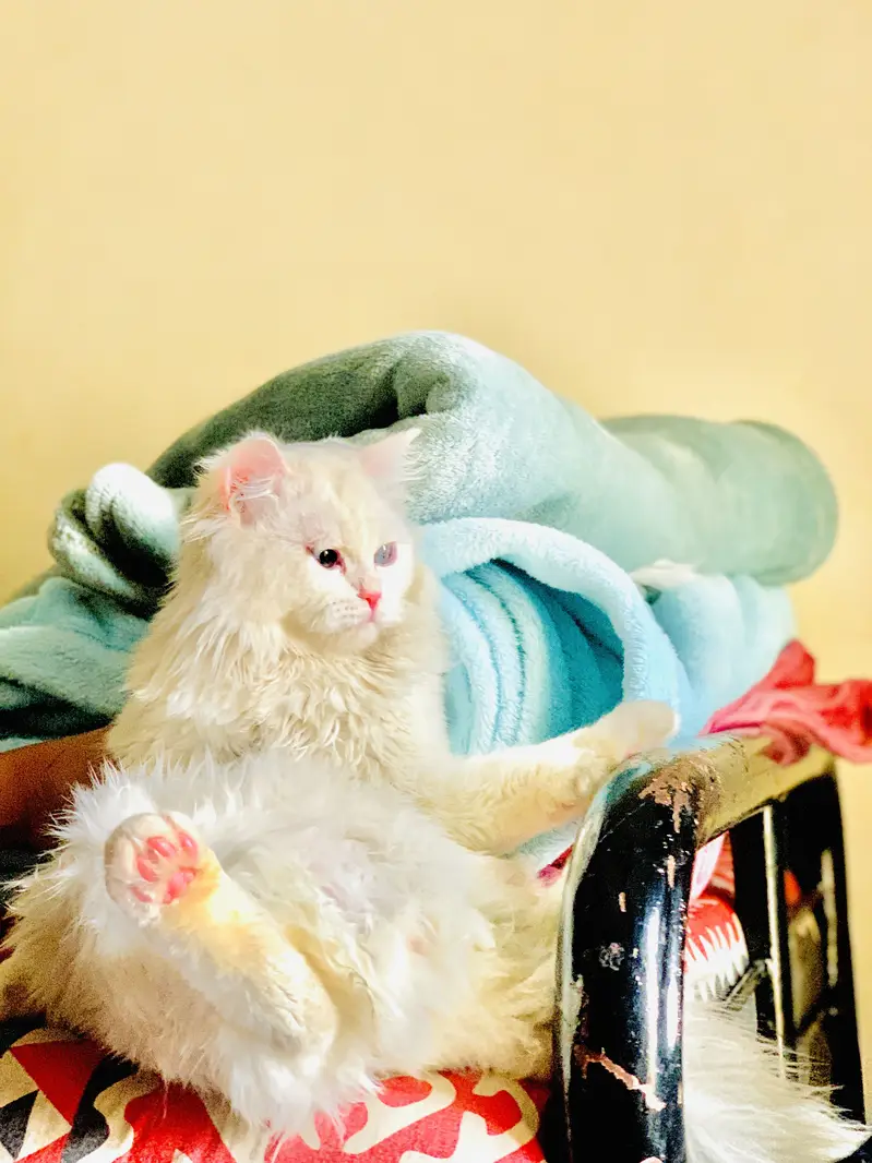 Persian cat 3 cot — photo 2