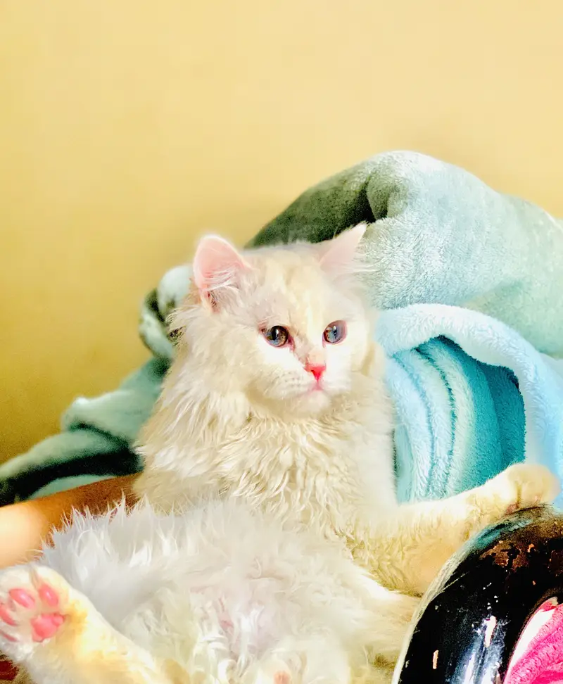 Persian cat 3 cot — photo 3