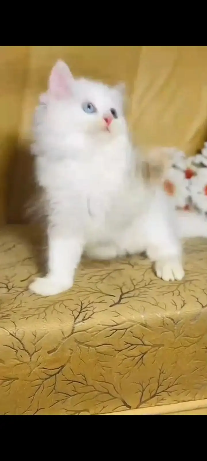 persian cat for sale — photo 2