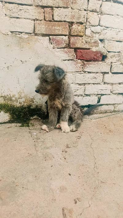 2 male baby