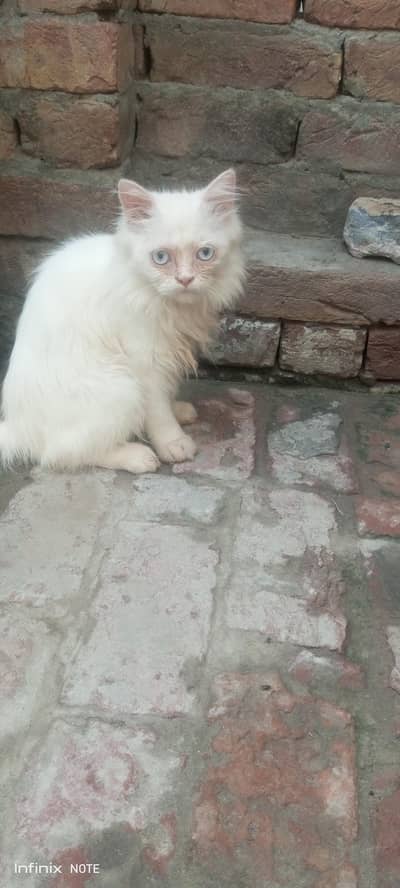 kitten for sale
