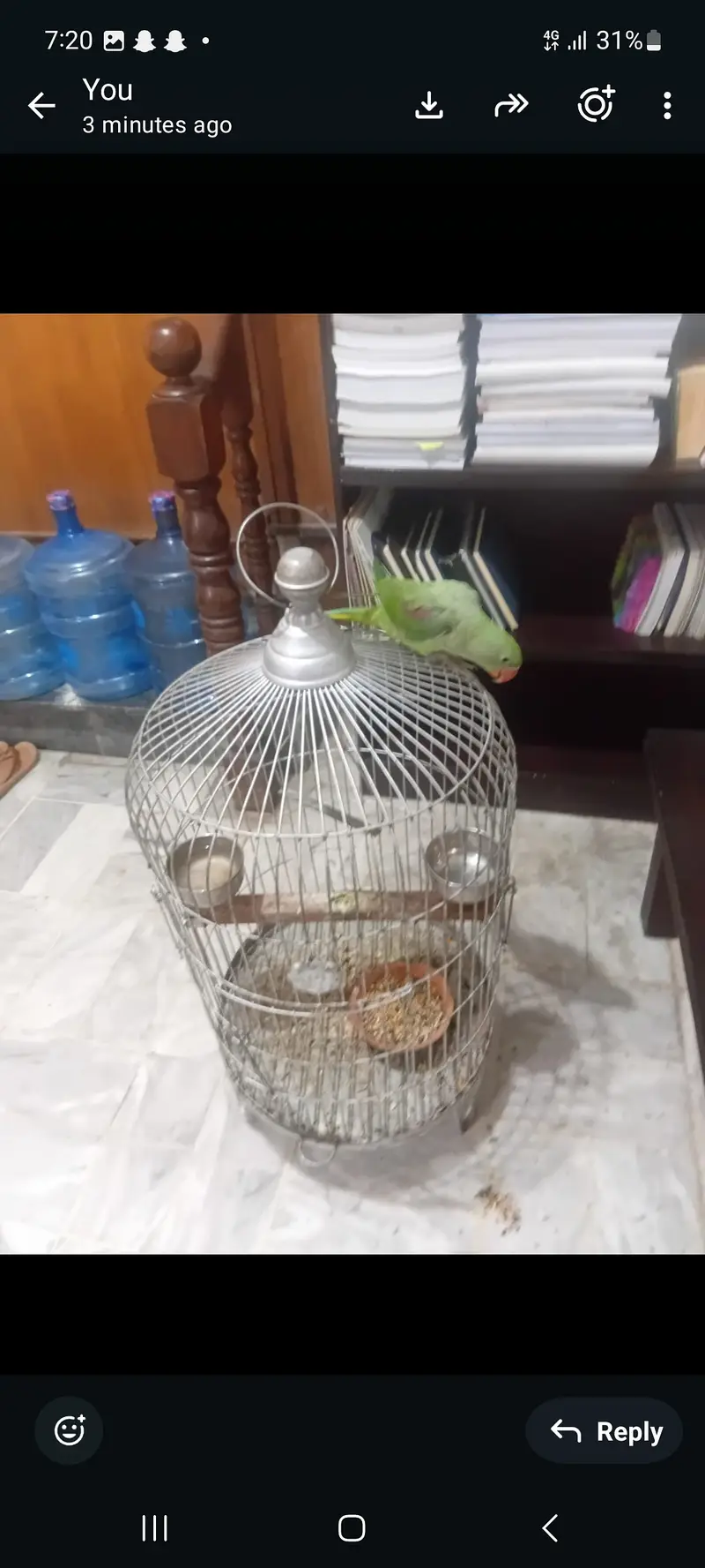 Female raw parriot with cage — photo 2