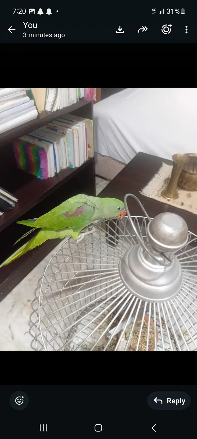 Female raw parriot with cage — photo 3